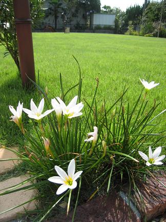 ���ޥ�����