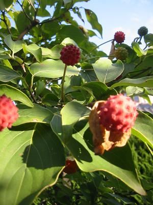 ��ޥܥ����μ�