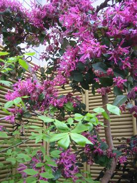 �ȥ���ޥ󥵥�