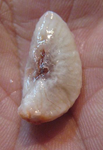 ���������ޤ���