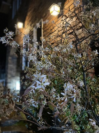 ���塼��٥꡼