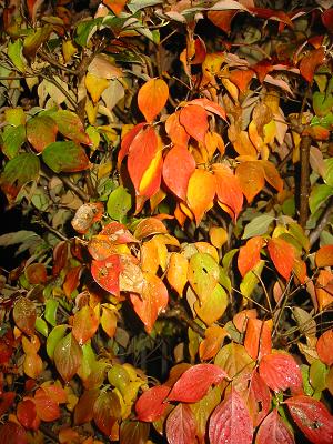 ���ա�����