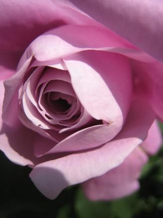 �֥롼���Х桼�β֤Ӥ�