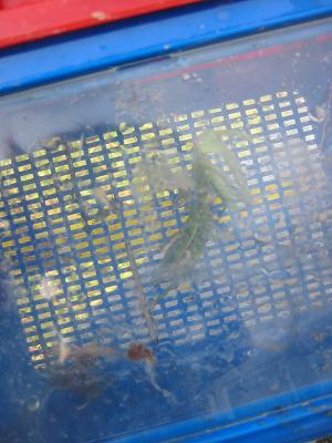 �祫�ޥ���