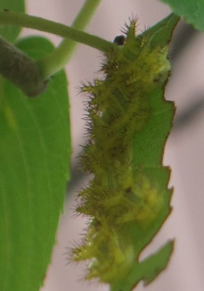 ジューンベリーの天敵 ガーデニング工房 風我里 滋賀から発信 ジューンベリーの天敵 ガーデニング工房 風我里 滋賀から発信