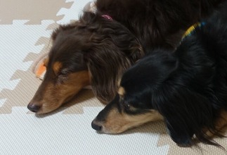 ダックスフント