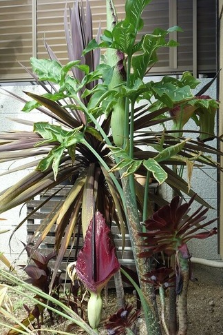 �Х����󥬡��ǥ�