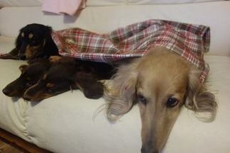 ���å����ե�ɣ�Ƭ