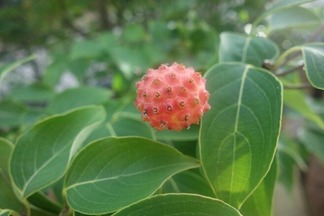 ヤマボウシ