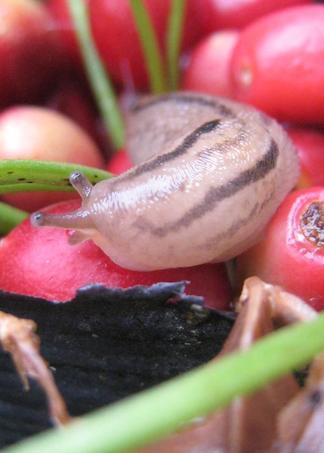 �ʤ᤯�����˥���˥��