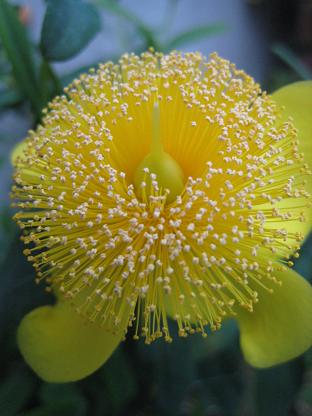 �ҥڥꥫ�ࡦ����С�����