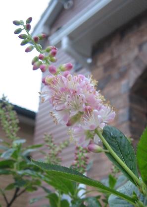 �ԥ󥯥��ѥ��䡼