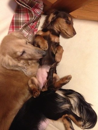 ÃçÎɤ·¤³¤è¤·