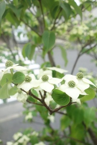 ���Х�ޥܥ���