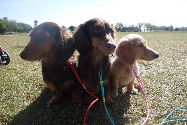 犬と過ごす 浜名湖ガーデンパーク ガーデニング工房 風我里 滋賀から発信