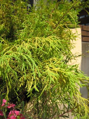 �ե���ե��饪���쥢