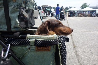 ���å����ե�ɥ����Ÿ