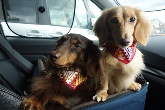 車内の愛犬たち