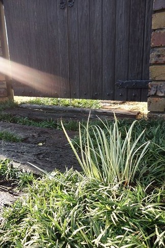 植物に彩られて
