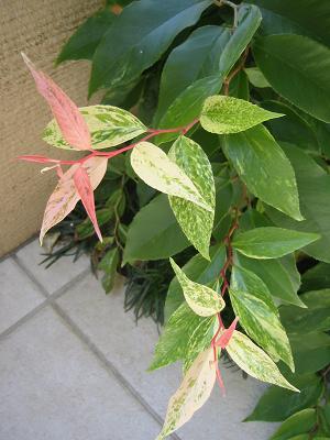 ����ʥ�ƥ�쥤��ܡ�