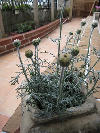 �����ǥ�ƥ饹