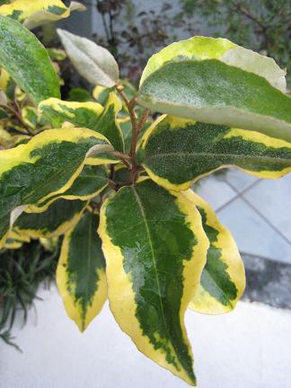 �ʥ亮�����ߥ���ɥ��å�