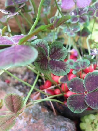 ������Ƥ֥������С�