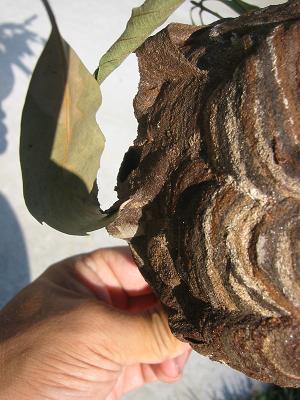 �դäѤ�����