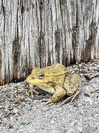 �ȥΥ��ޥ�����