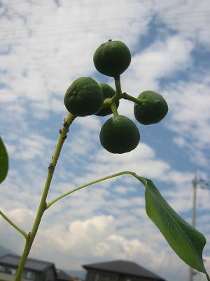 �����ζ�������