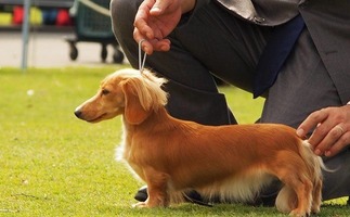 �ɥå����硼