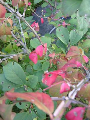 �˥�����