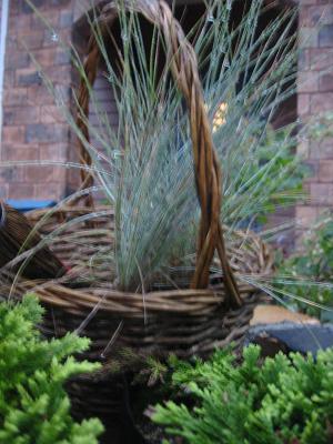 �ե����ĥ������饦��