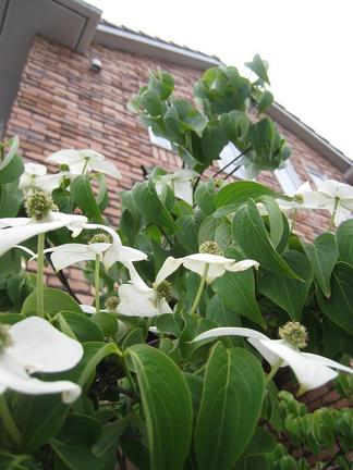 ���Х�ޥܥ���