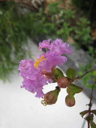 ���륹�٥ꡡ���ޡ������ޡ�