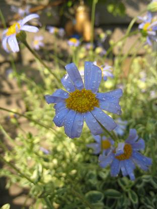 �֥롼�ǡ�����