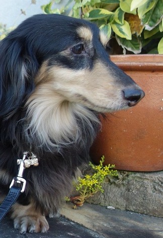 愛犬ダックスフント