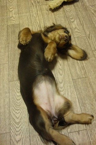 ¥é¥à¡Ö¤ªÃ뿲¡×