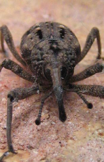 ���������