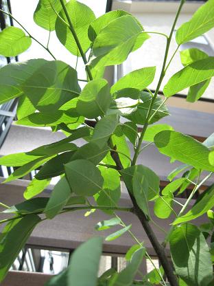 ���塼��٥꡼