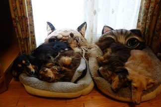 �������å����ե��