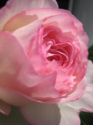 �ԥ����롦�ɡ����󥵡���β֤Ӥ�