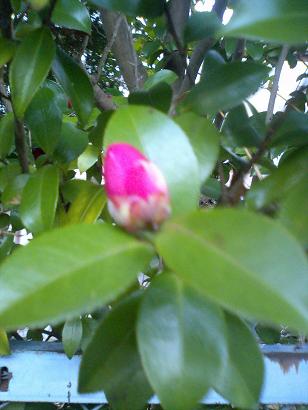 �����󥫤��