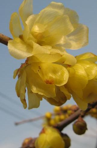 ����������Х�