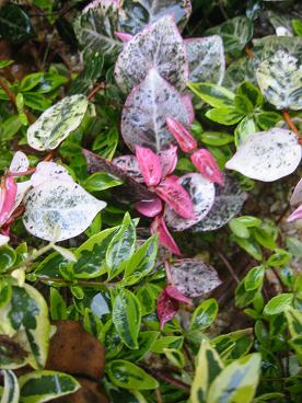 �ϥĥ業�ƥ���������