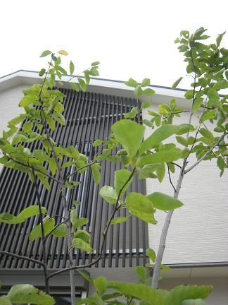 ���塼��٥꡼