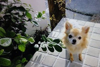 ワンちゃん
