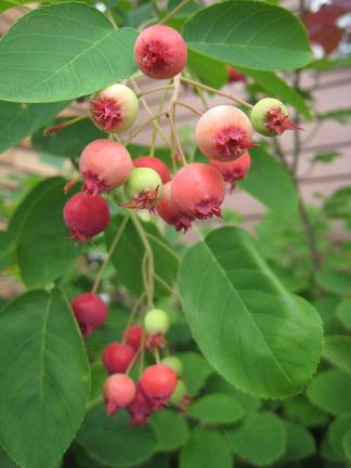 ����ꥫ�����ե�ܥ��μ�