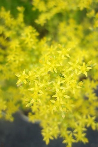 �ᥭ�����ޥ�ͥ󥰥�