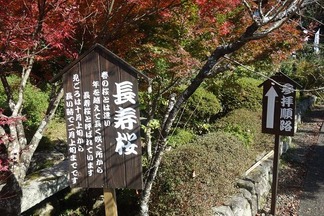 長寿桜